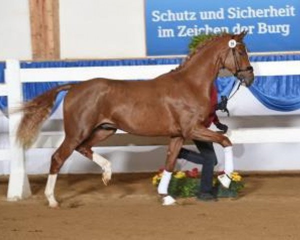 dressage horse For Nobless (Oldenburg, 2013, from For Romance I)