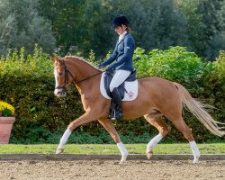 Zuchtstute Vicky CR (Deutsches Reitpony, 2008, von Voyager 2)