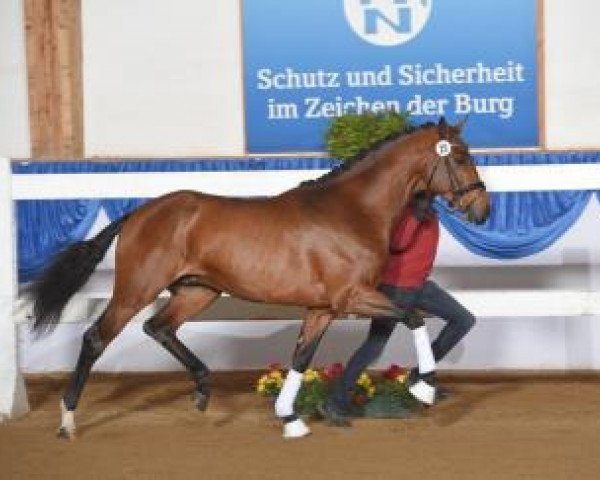 horse Hengst von Don Juan de Hus / Sion (Oldenburg, 2013, from Don Juan de Hus)
