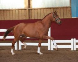 horse Daktari de la Gesse (Württemberger, 2013, from Don Juan de Hus)