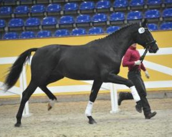 horse Hengst von Domherr (German Sport Horse, 2013, from Domherr)