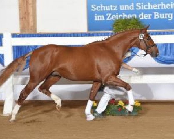 stallion Duras (Bavarian, 2013, from Danone 4)