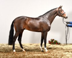 Deckhengst C-Hardwell (Holsteiner, 2012, von Clinton I)