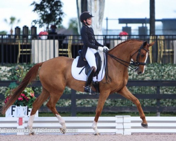 dressage horse Sunshine Tour (Oldenburg, 2007, from Sir Donnerhall I)