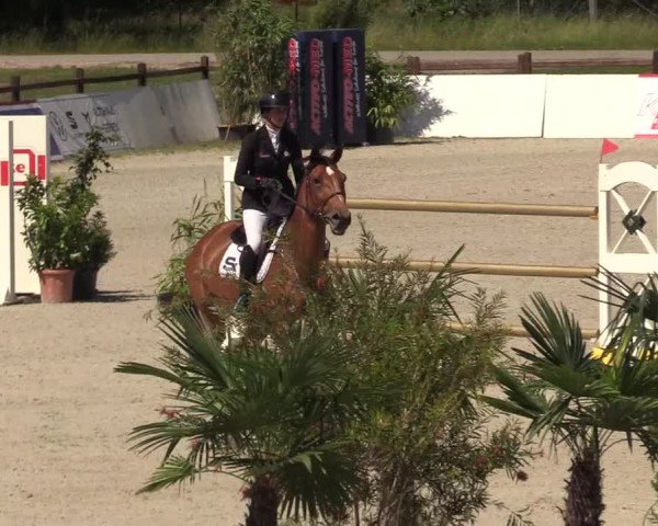 Reitturnier CSI** Westergellersen 2020