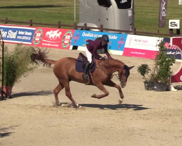 Reitturnier CSI** Westergellersen 2020