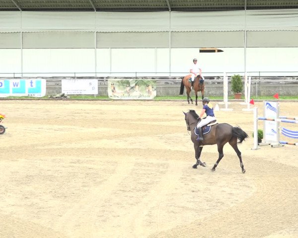 Reitturnier Schaffhausen 2020