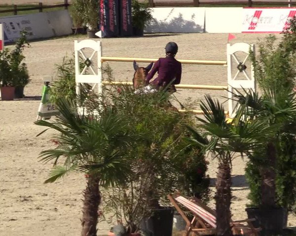 Reitturnier CSI** Westergellersen 2020