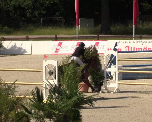 Reitturnier CSI** Westergellersen 2020