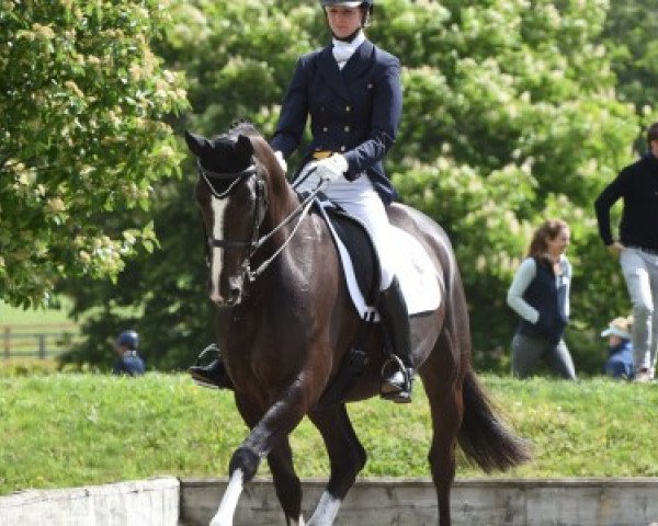 dressage horse Rockefeller 61 (Saxony-Anhaltiner, 2001, from Rubinstern Noir)