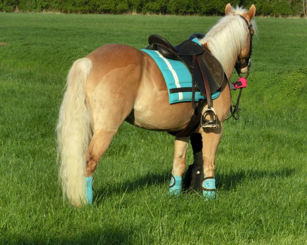 broodmare Naala (4,69% ox) (Edelbluthaflinger, 2009, from Novara (6,25% ox))