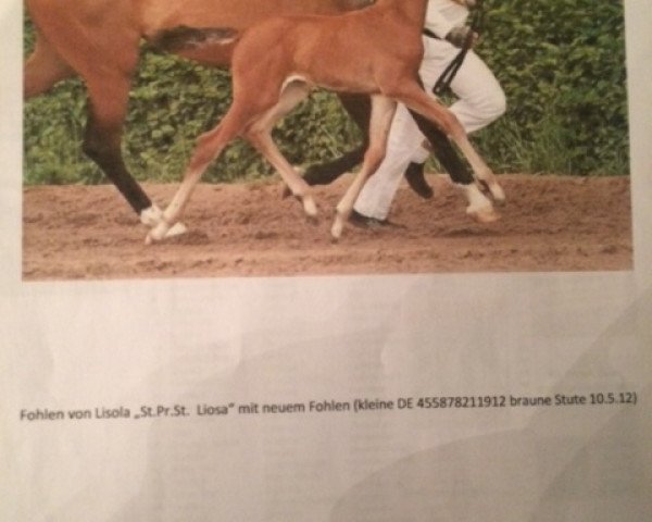Broodmare Laconia (German Sport Horse, 2012)