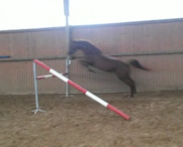 broodmare Walara (Hanoverian, 1996, from Wolkenstein II)