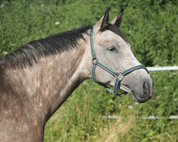 horse Quite High (Holsteiner, 2006, from Quite Capitol)