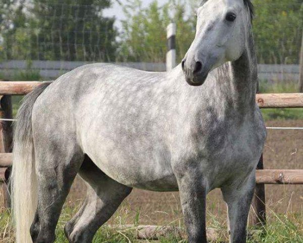 Cavallo da Dressage Ruben's Grey (Westfale, 2008, di Real Diamond)