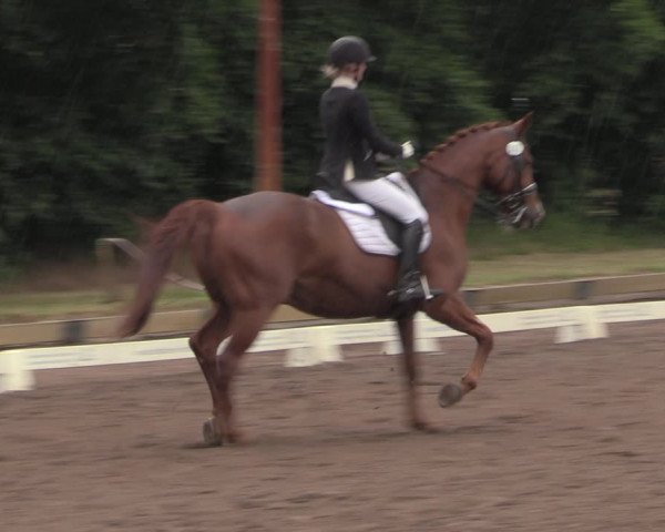 Reitturnier Dallgow 2020
