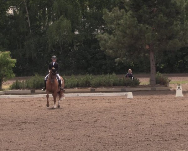 Reitturnier Dallgow 2020