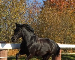 dressage horse Kobalt 17 (unknown, 2007)
