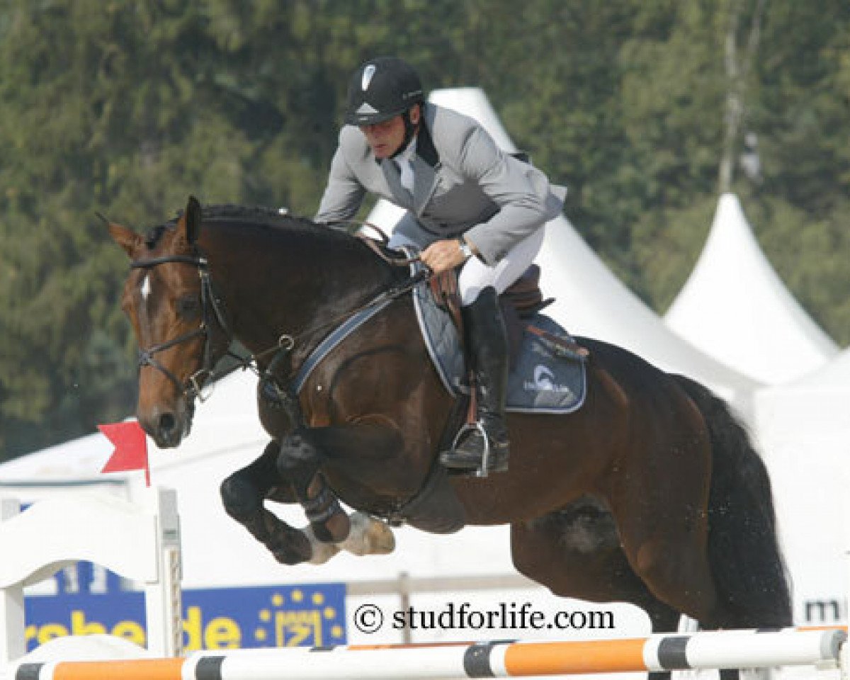 stallion Cartier 187 FIN (Holsteiner, 2000, from Contender)