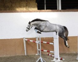 jumper Levitto (Oldenburg, 2011, from Levisonn 208 FIN)