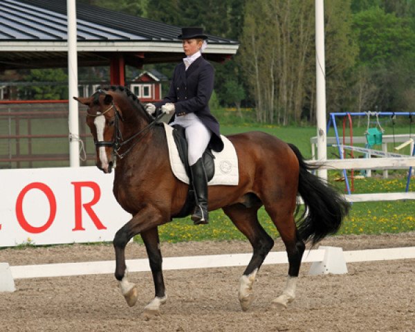 dressage horse His Royalty M (Oldenburg, 2004, from His Highness)