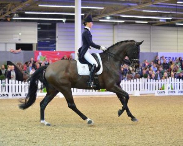 Dressurpferd San Royal 3 (Oldenburger, 2007, von San Remo)
