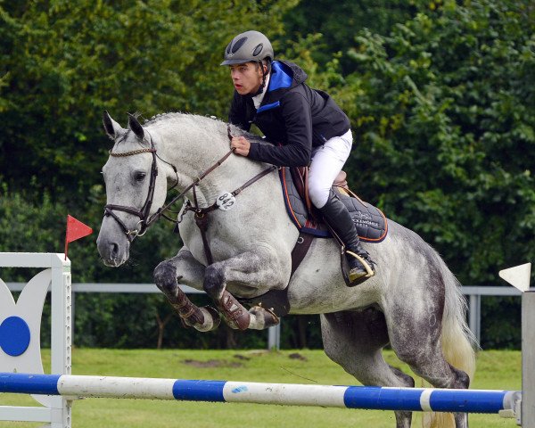 Springpferd Silvermoon 36 (Oldenburger, 2008, von Stedinger)