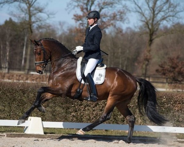 Dressurpferd Casper (KWPN (Niederländisches Warmblut), 2007, von Westpoint) Dressurpferd Casper (KWPN (Niederländisches Warmblut), 2007, von Westpoint)
