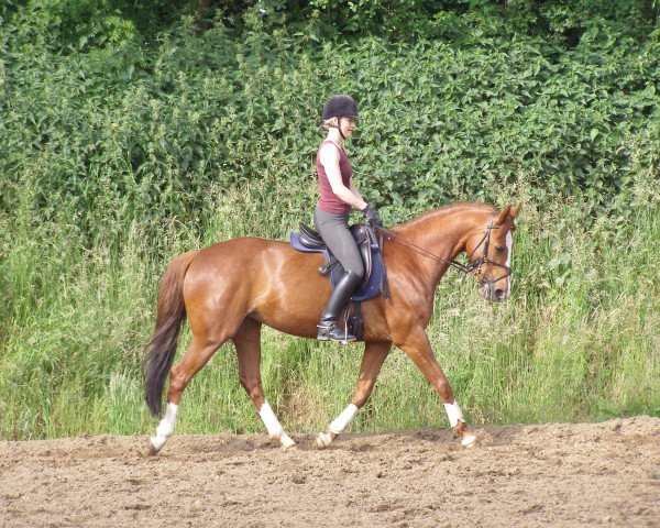 Pferd Prima Ferrari (Deutsches Reitpferd, 2002, von Prinz Wilhelm)