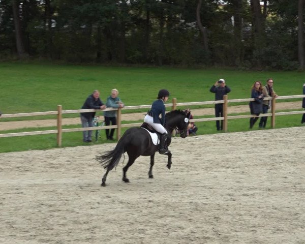Reitturnier Westergellersen 2021