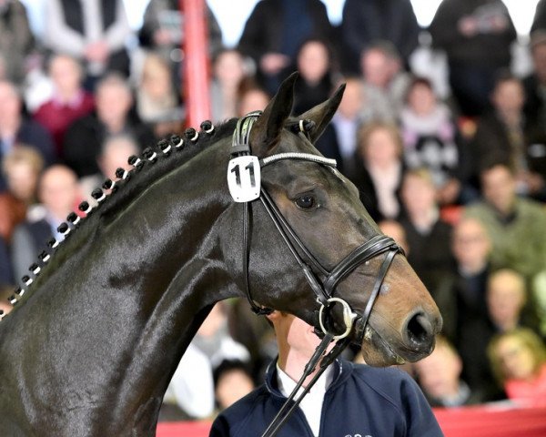 stallion Comfort (Oldenburg show jumper, 2013, from Christian 25)