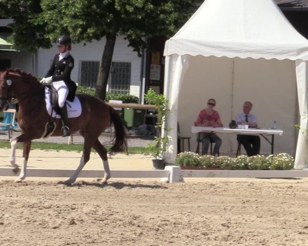 Reitturnier Halver 2020