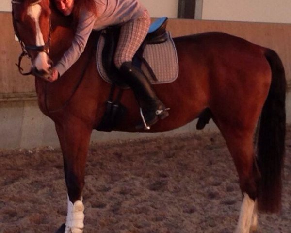 jumper Costa Calimero (Rhinelander, 2009, from Cassini Boy Junior)