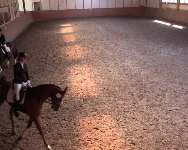 Reitturnier Halver 2020