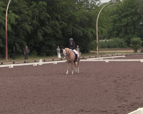 Reitturnier Dallgow 2020