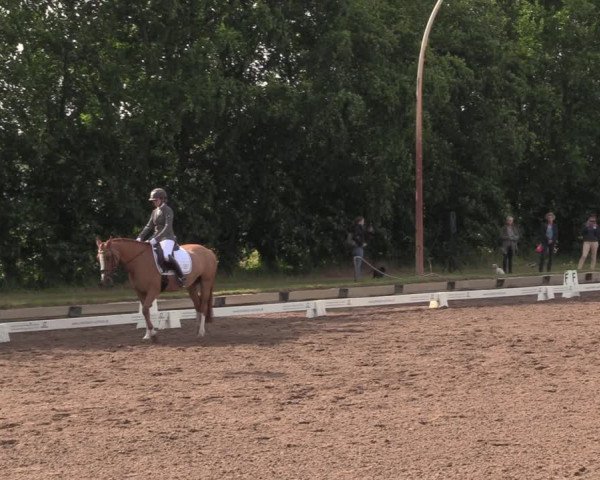 Reitturnier Dallgow 2020