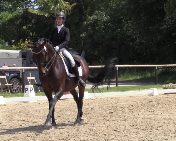 Reitturnier Halver 2020