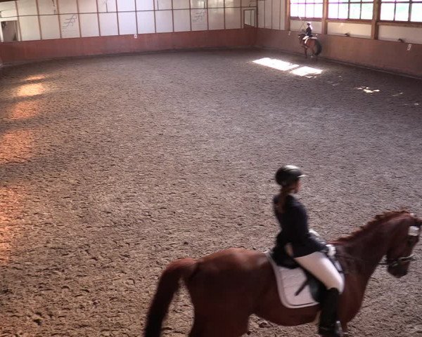 Reitturnier Halver 2020