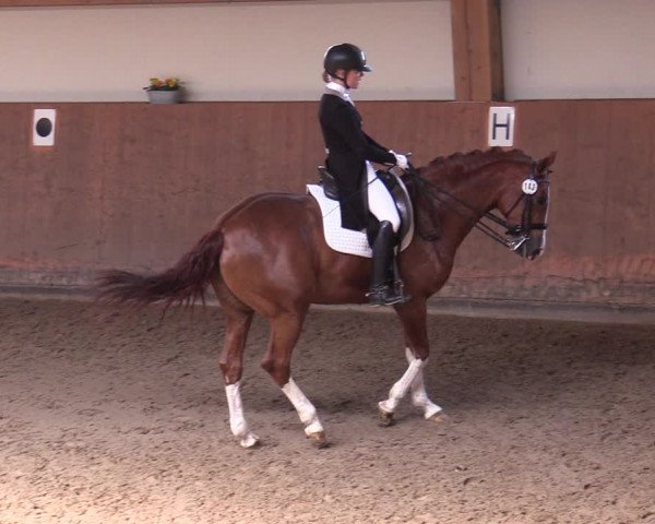 Reitturnier Halver 2020