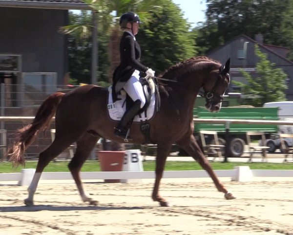 Reitturnier Halver 2020