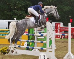 jumper Desperado (KWPN (Royal Dutch Sporthorse), 2008, from Verdi)