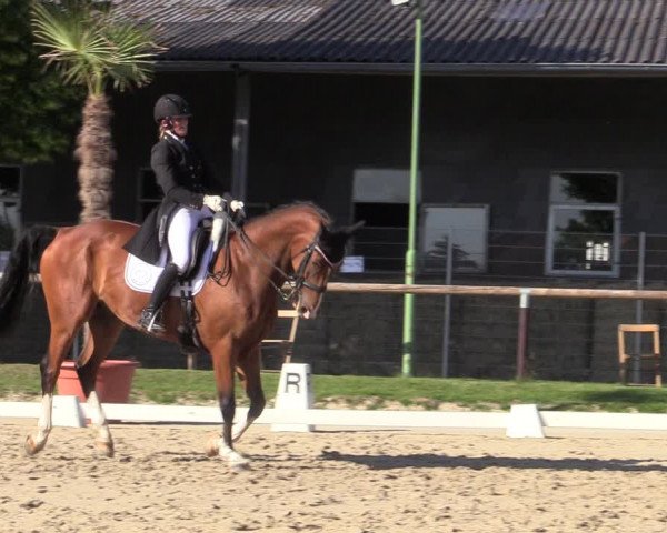 Reitturnier Halver 2020