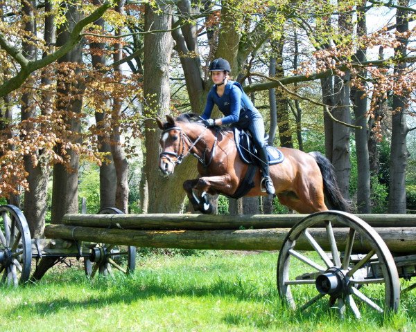 horse Valesgo (German Riding Pony, 1995, from Valentino) horse Valesgo (German Riding Pony, 1995, from Valentino)