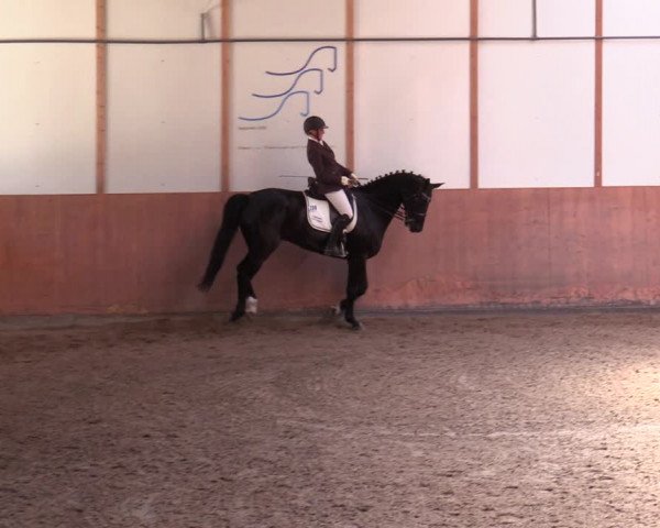 Reitturnier Halver 2020
