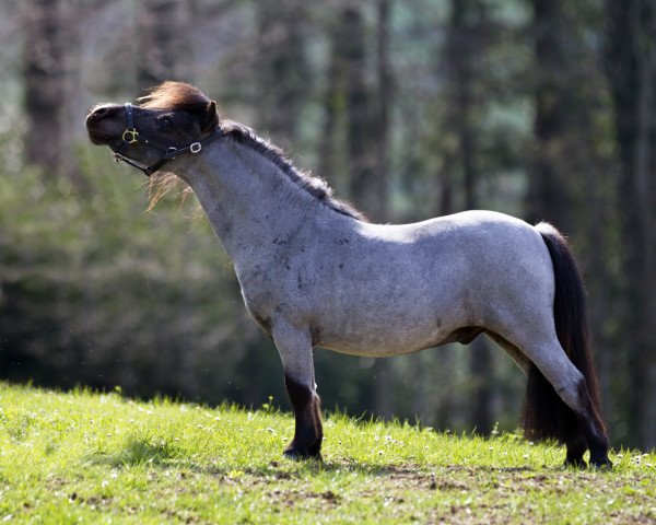 stallion Halstock Murphy (Shetland pony (under 87 cm), 2013, from Kerswell Warrior)