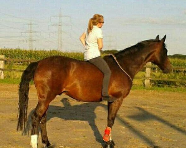 horse Perfekt Gentleman (Westphalian, 2000, from Prinz Wilhelm)