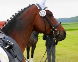 dressage horse Fiderrike (Rhinelander, 2006, from Fidertanz)