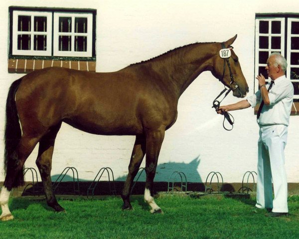 Zuchtstute Dorett V (Holsteiner, 1989, von Lord)