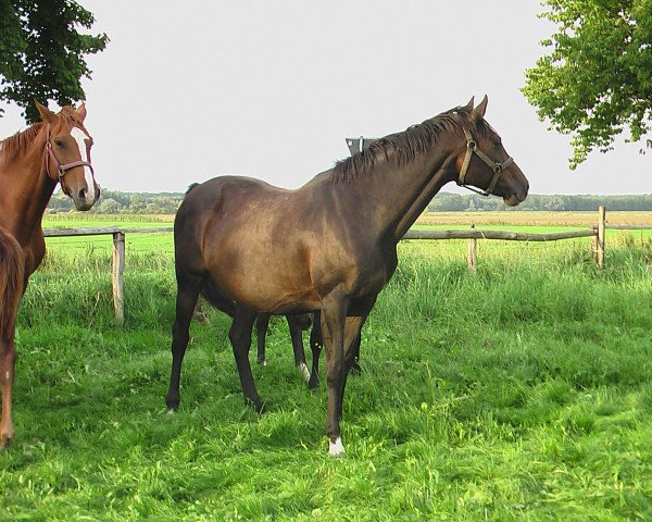Zuchtstute Nerina IV (Holsteiner, 1998, von Heraldik xx)