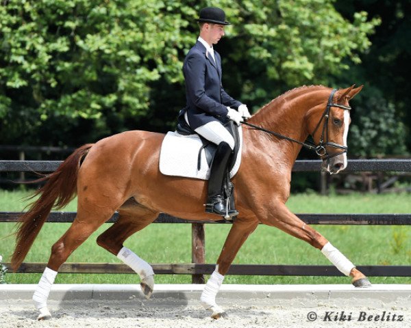horse Feuer und Flamme 3 (Hanoverian, 2011, from Feuerspiel) horse Feuer und Flamme 3 (Hanoverian, 2011, from Feuerspiel)